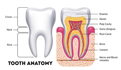 teeth in inglese